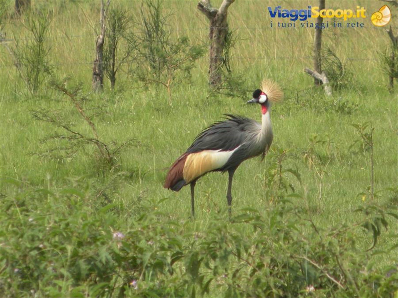 Foto di viaggio in UGANDA