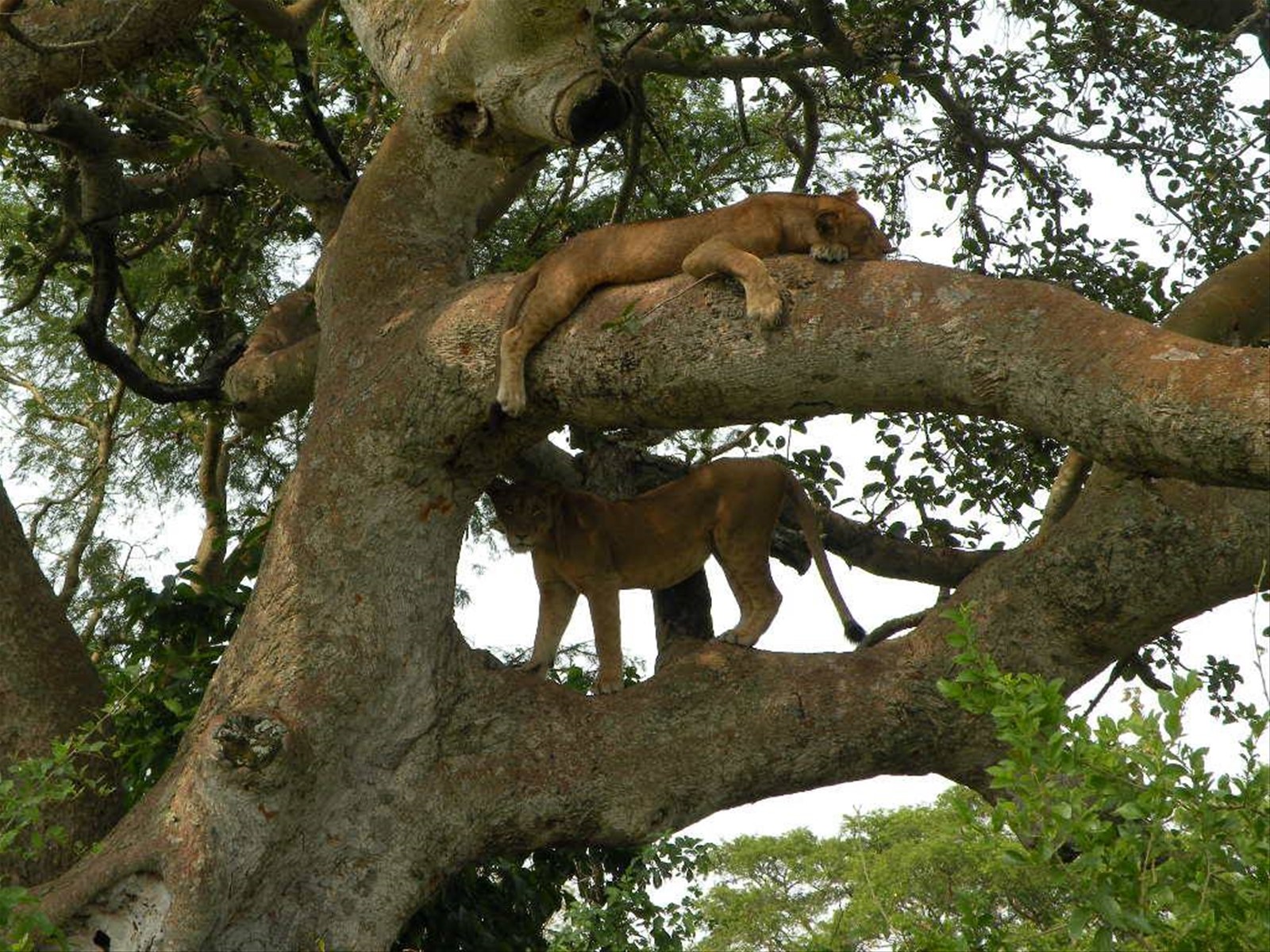 Foto di viaggio in UGANDA