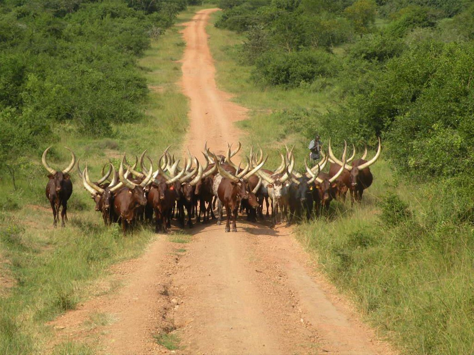 Foto di viaggio in UGANDA