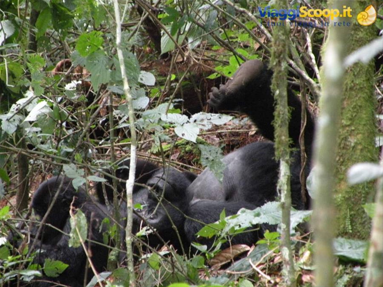 Foto di viaggio in UGANDA