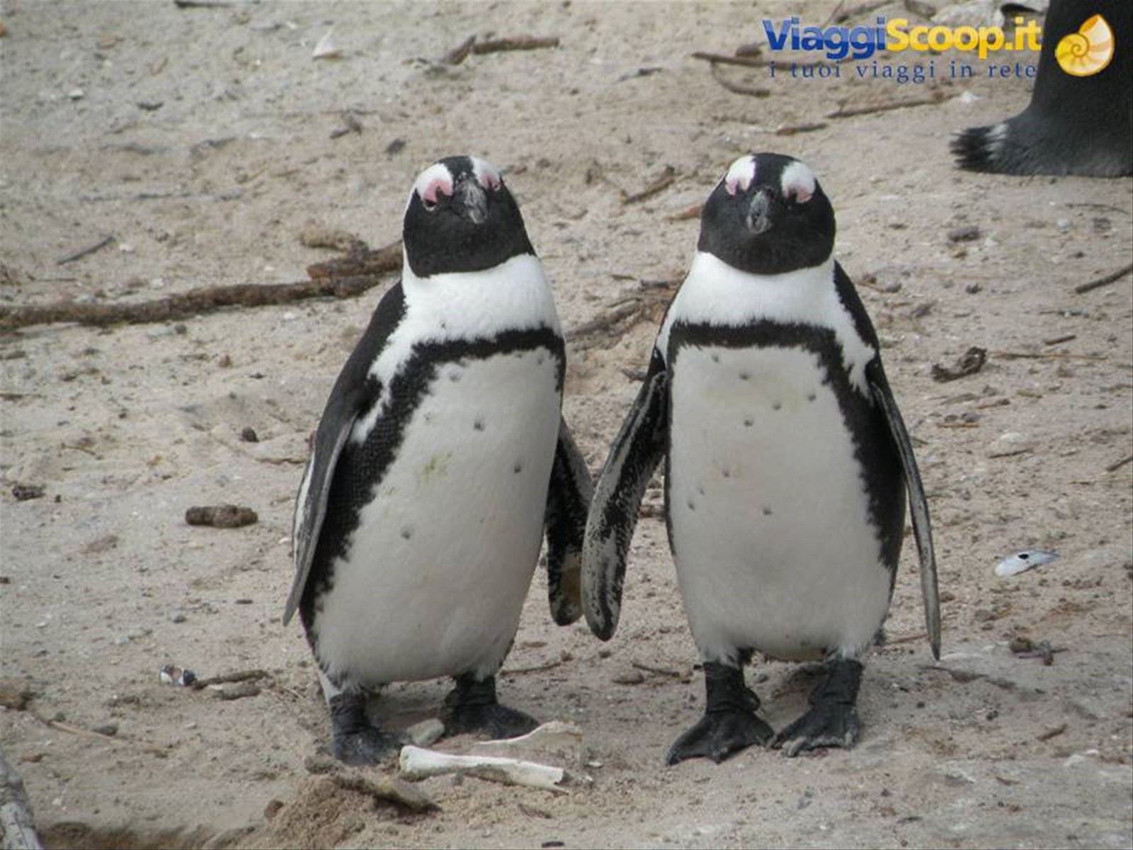 pinguini