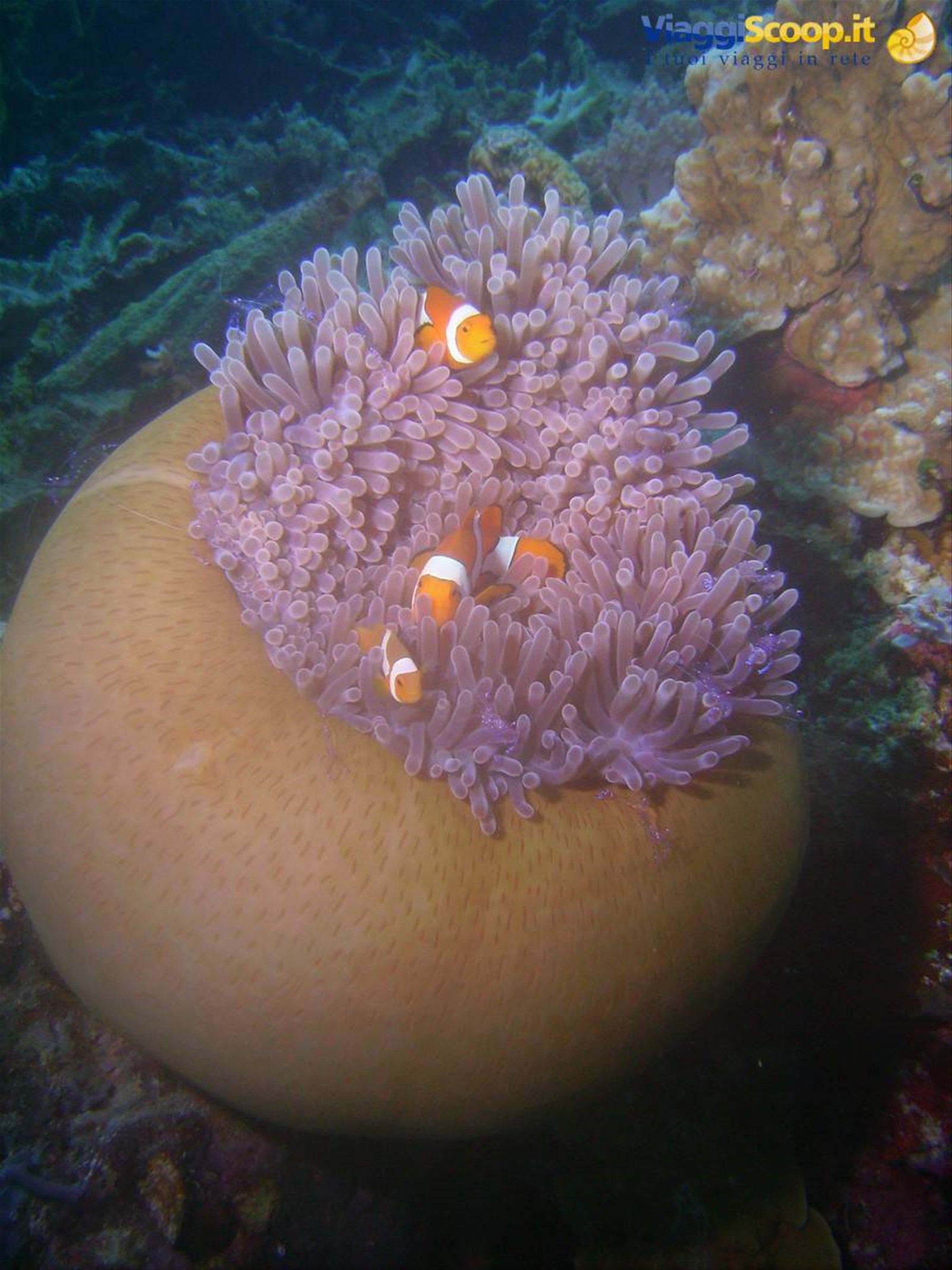 Anemone