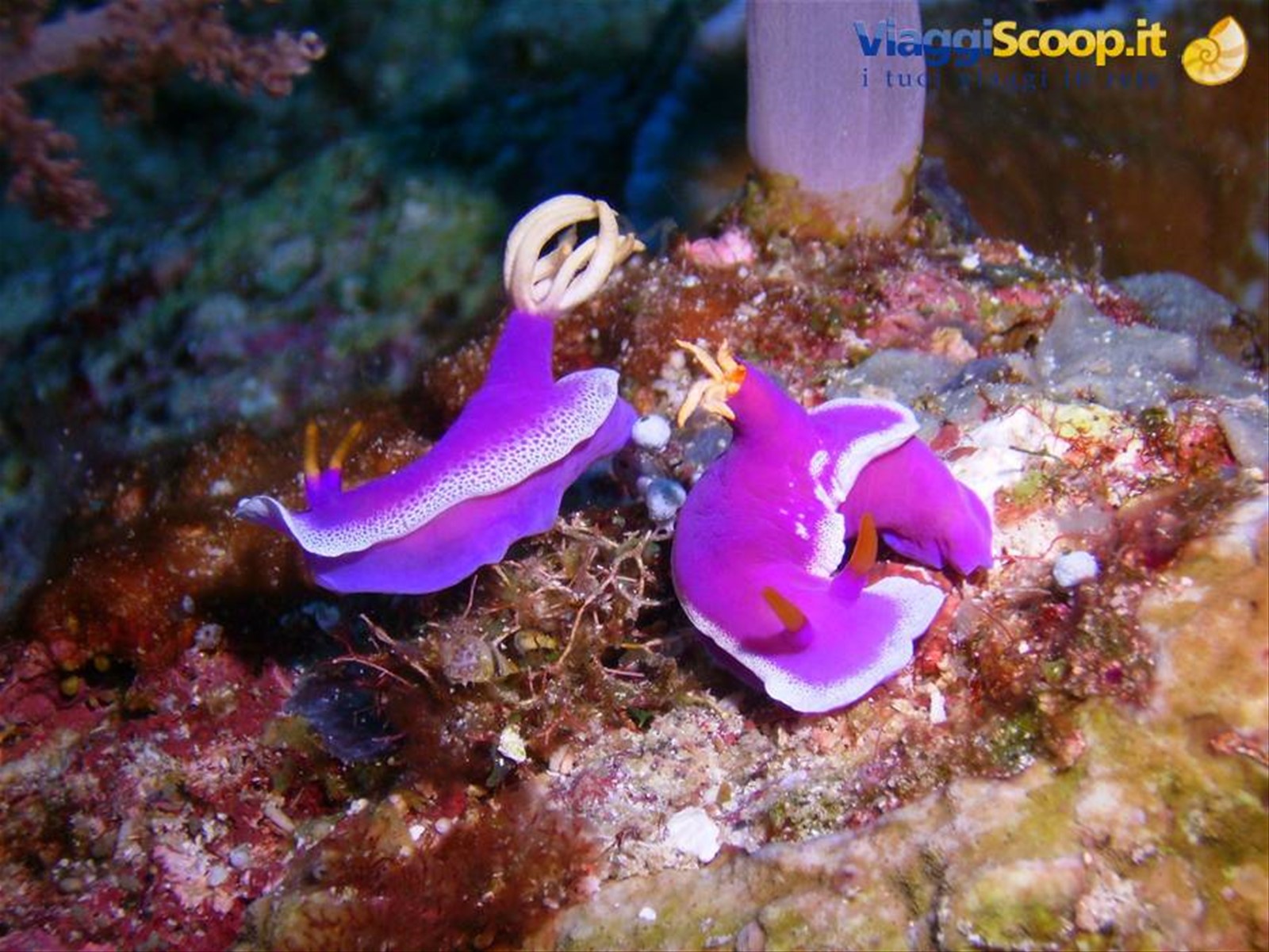 Coppia nudibranco