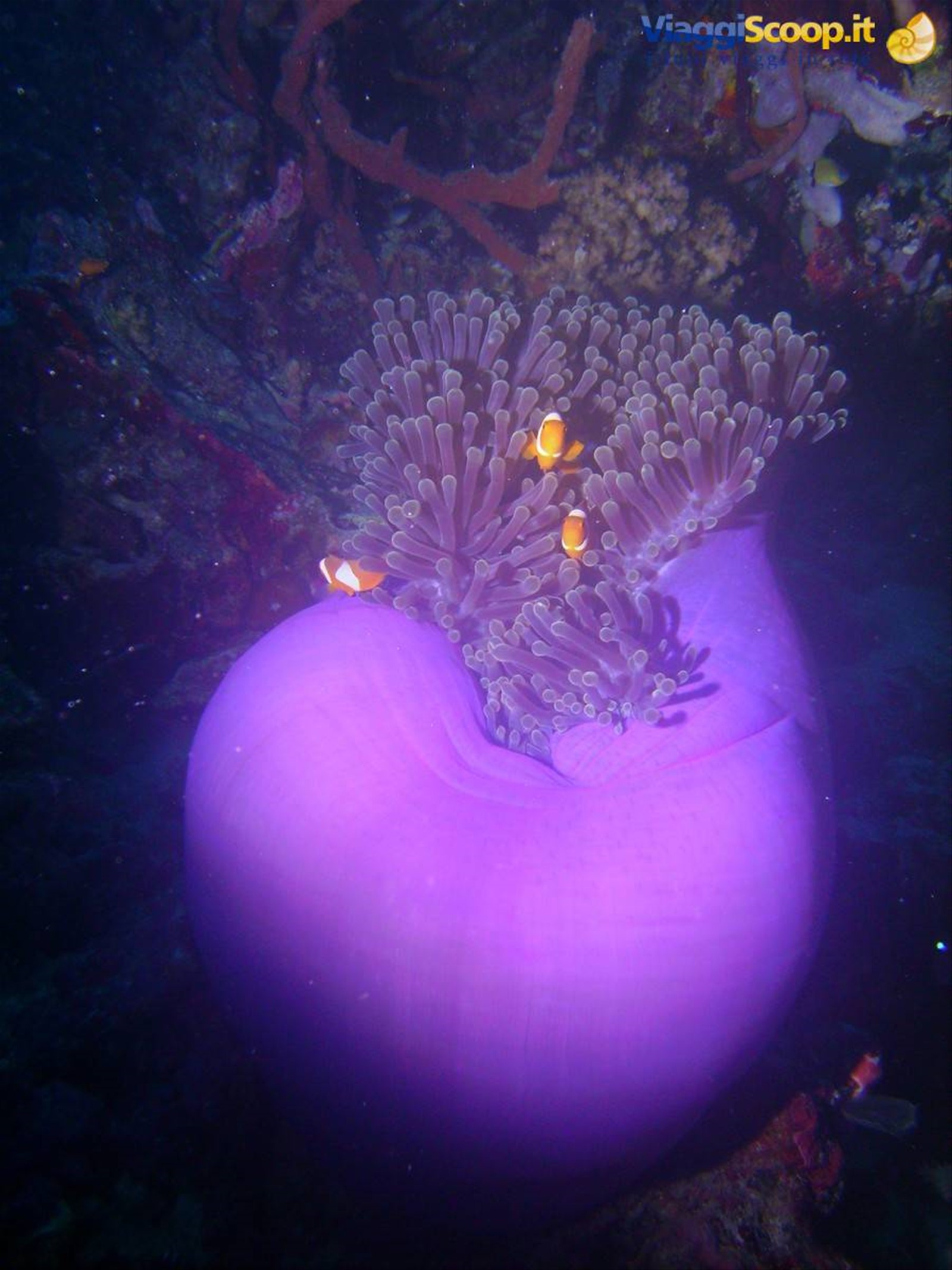 Anemone2