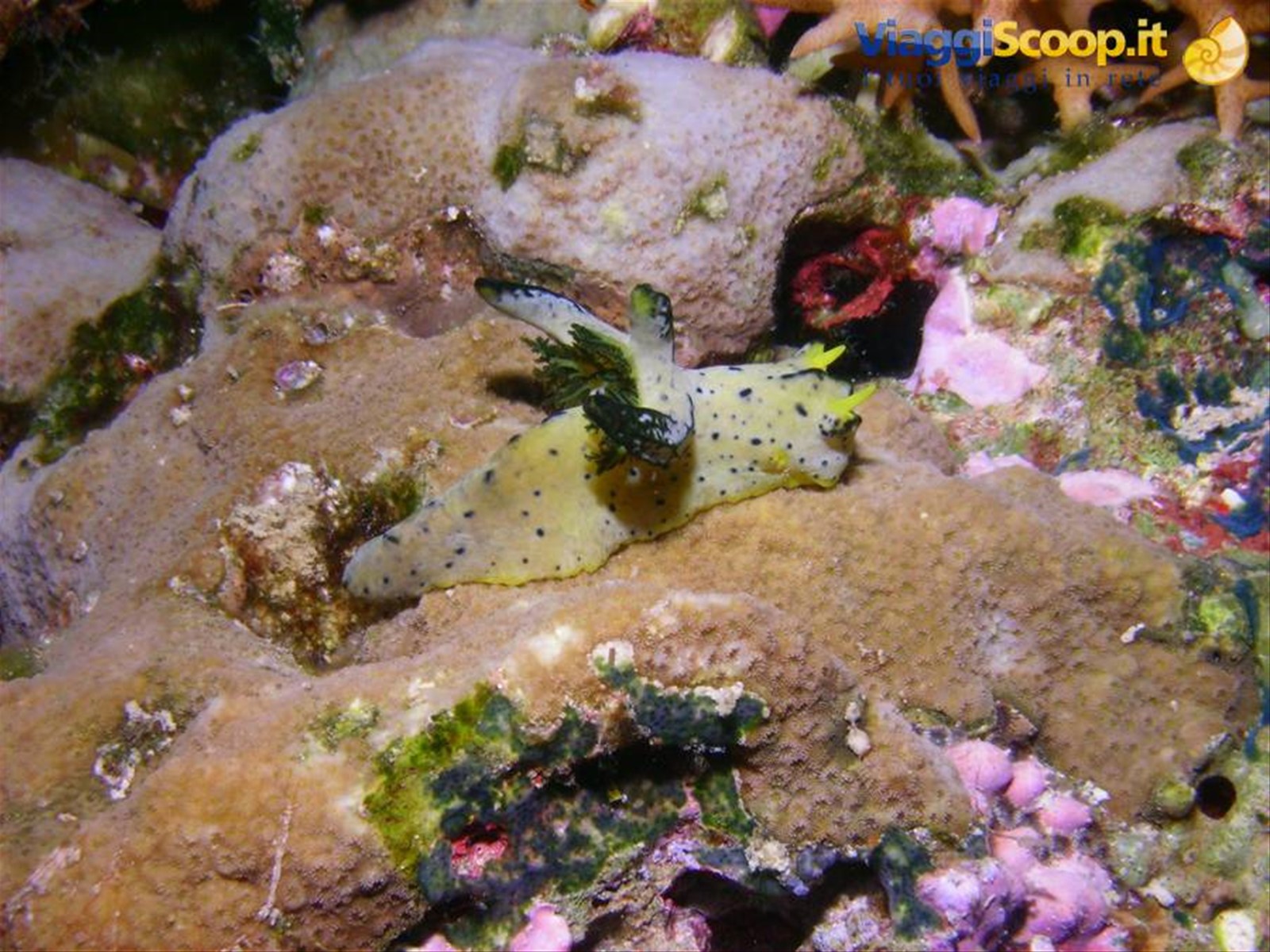 Nudibranco