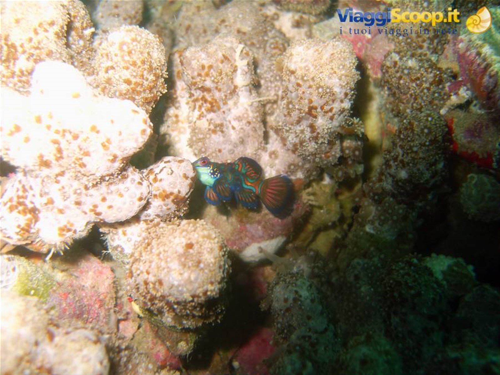 Mandarin Fish