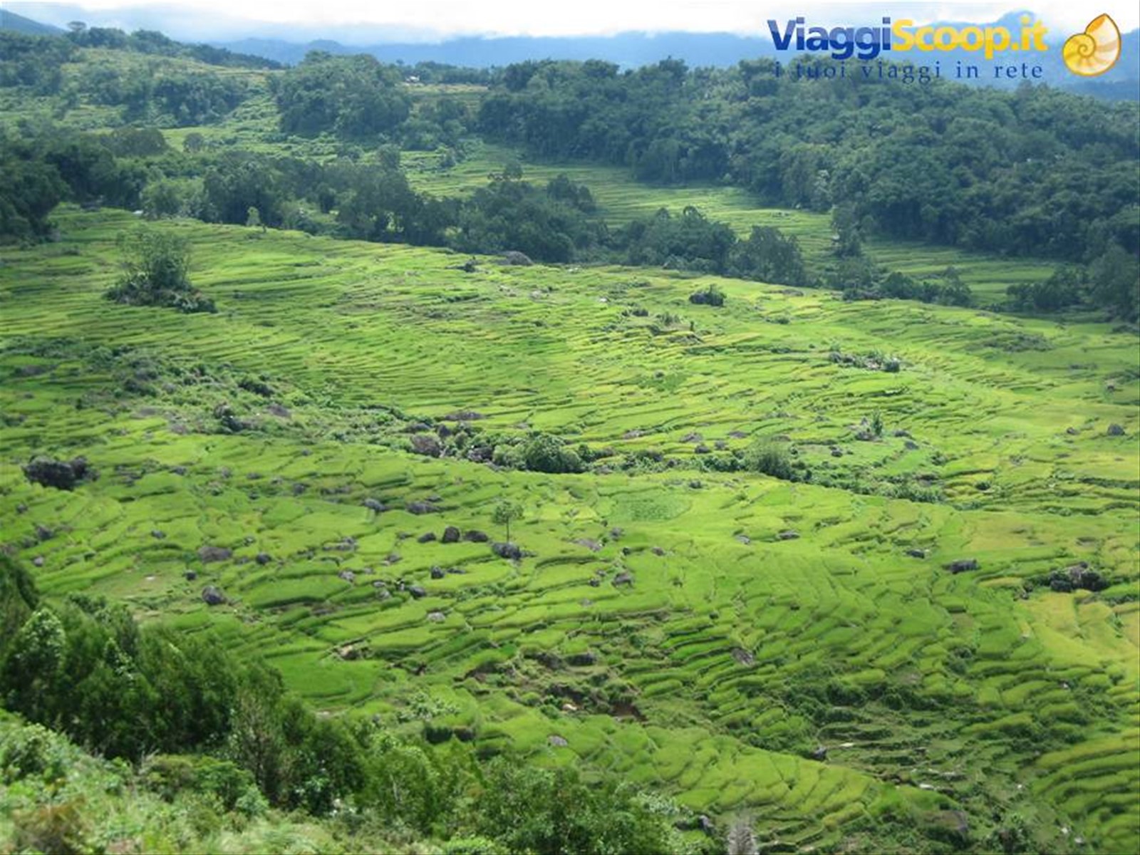 Risaie Toraja