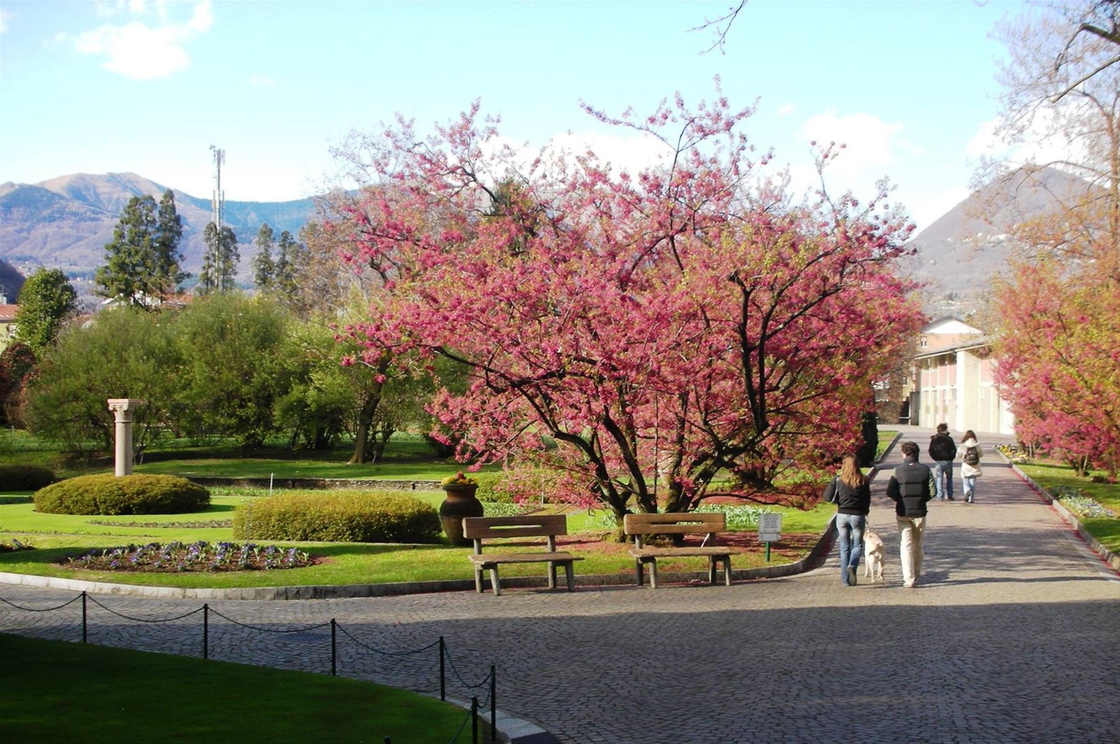 alberi fioriti