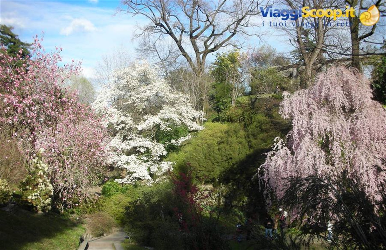 bellissimi alberi fioriti