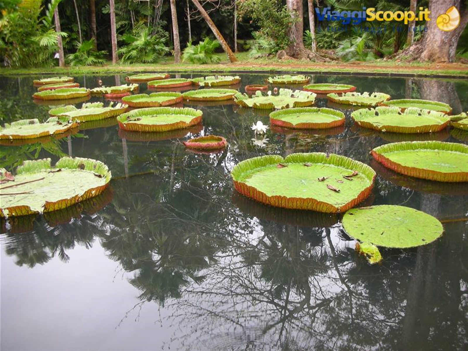 Sir Ramgoolam botanical garden