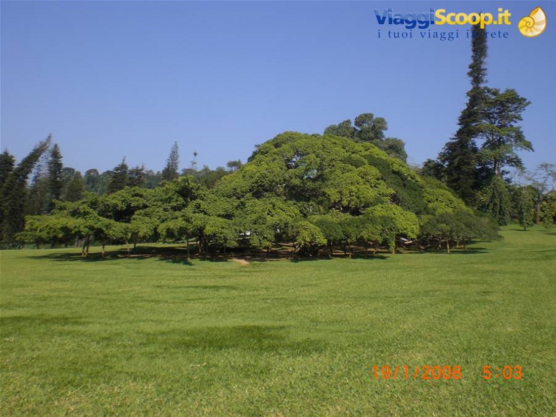 Ficus di 137 anni