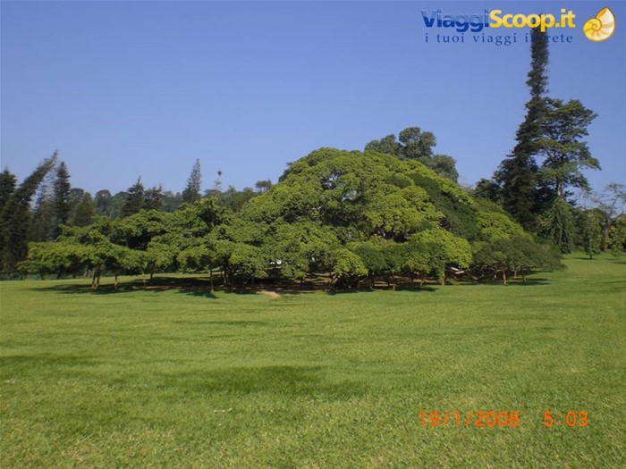 Ficus di 137 anni