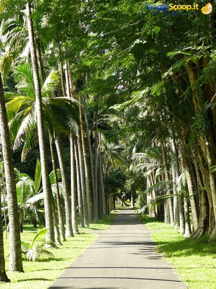 Giardino Botanico di Pamplemousses