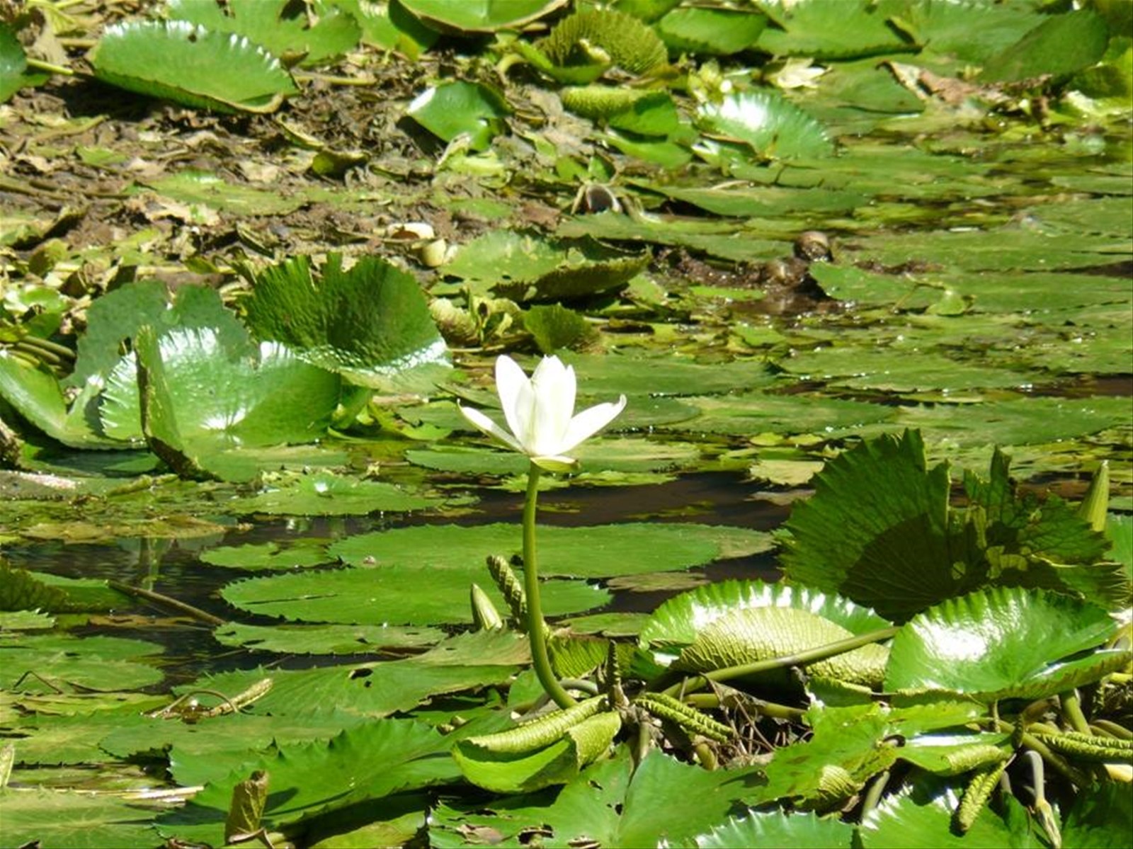 Giardino Botanico di Pamplemousses