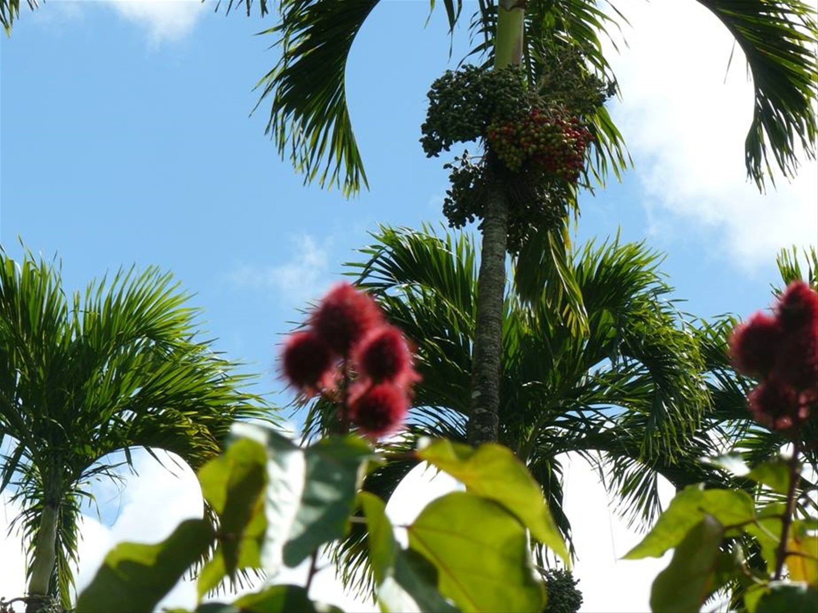 Giardino Botanico di Pamplemousses