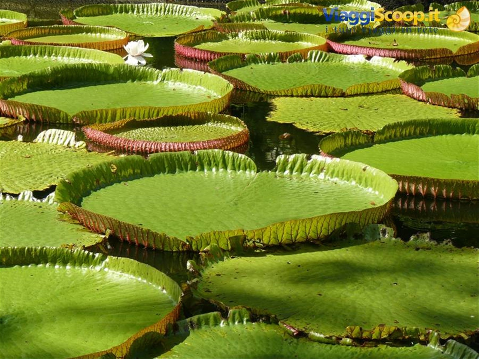 Giardino Botanico di Pamplemousses