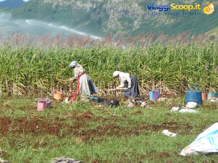 Al lavoro nei campi di canne