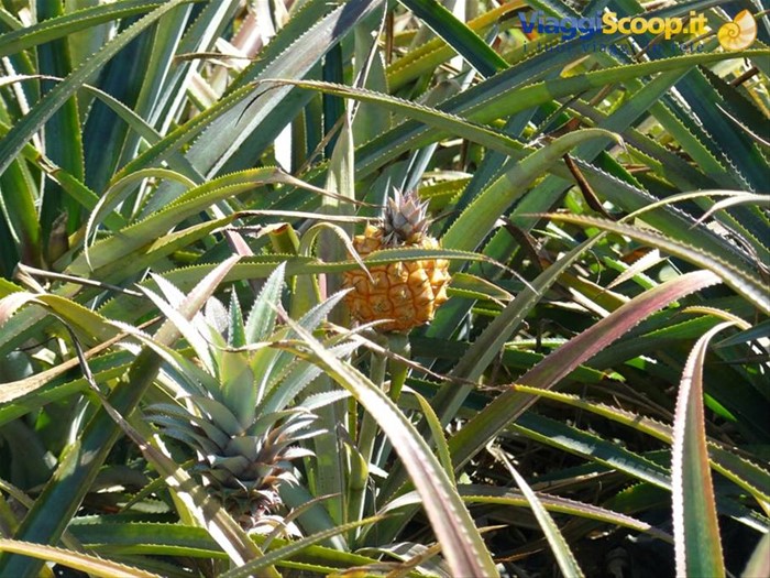 Piantagione di Ananas
