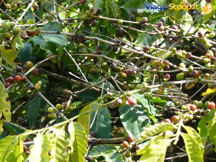 Chamarel - Caffè