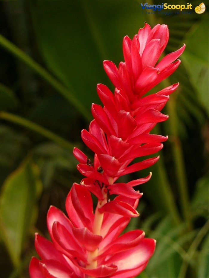 Chamarel
