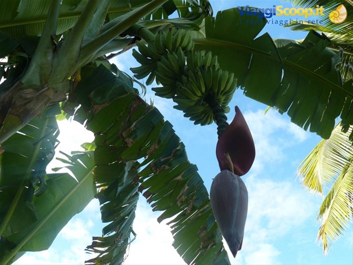 Belle Mare - Banano