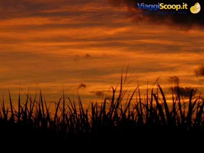 Tramonto su un canneto
