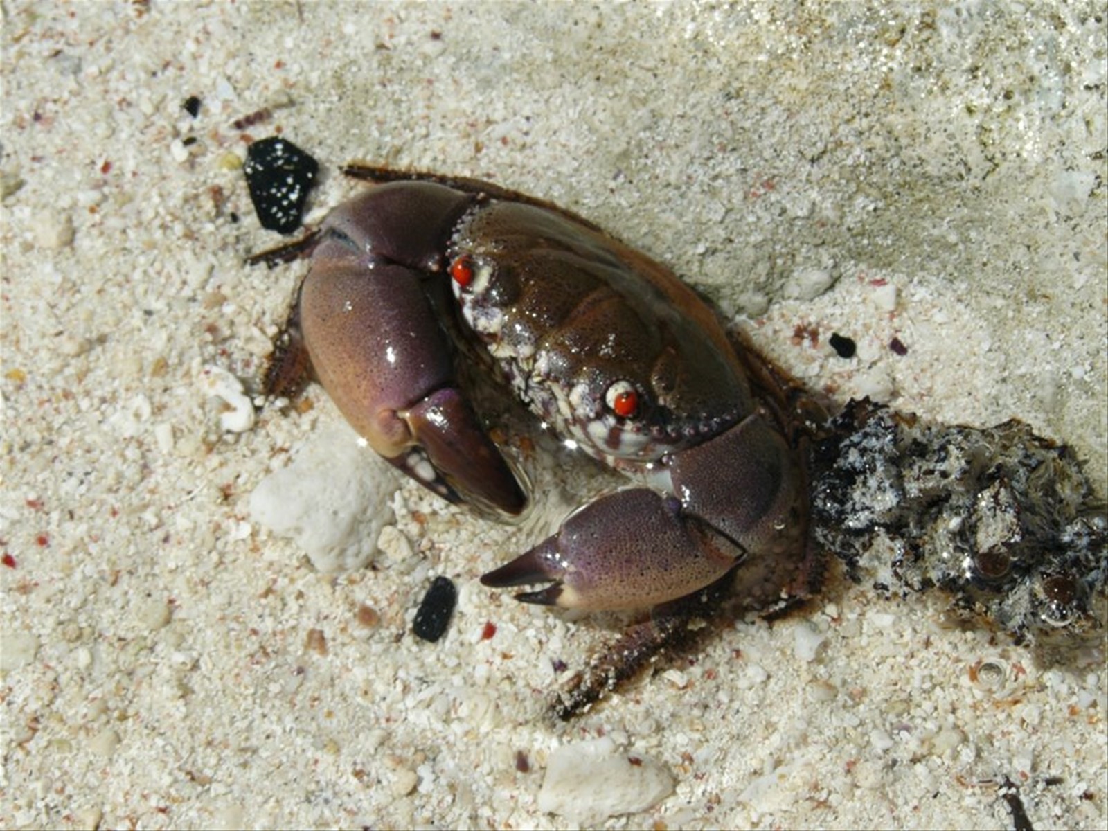 Motu Temae - Abitante della nostra spiaggia
