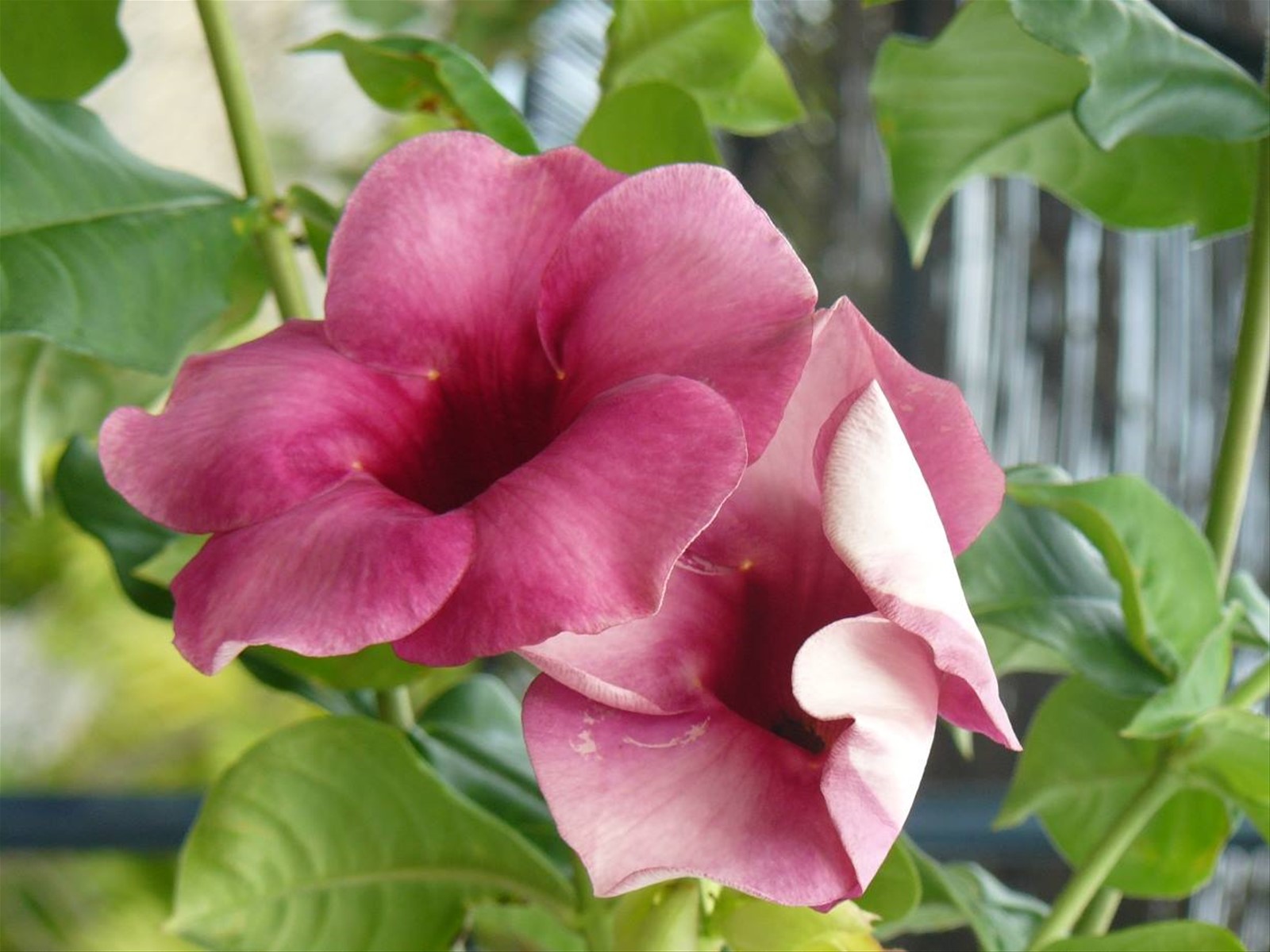Colori & Profumi di Tahaa