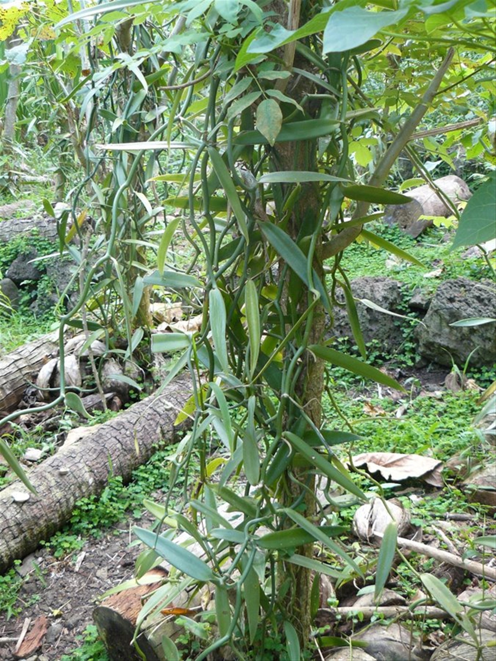 Vaniglieria