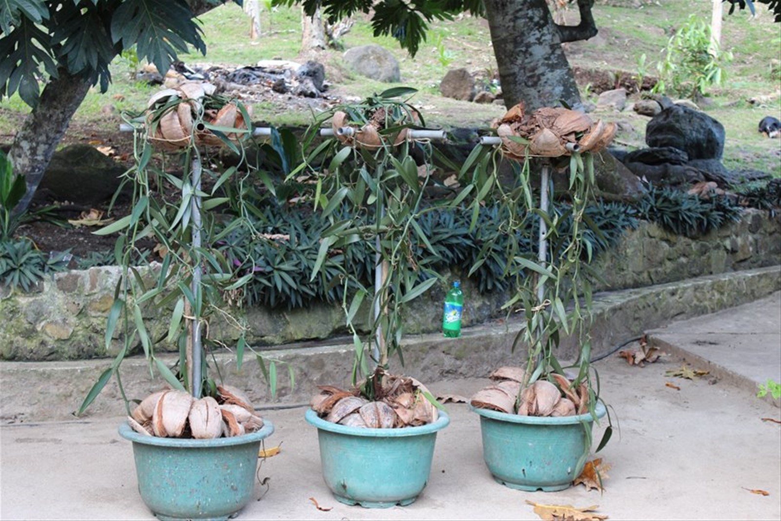 Vaniglieria