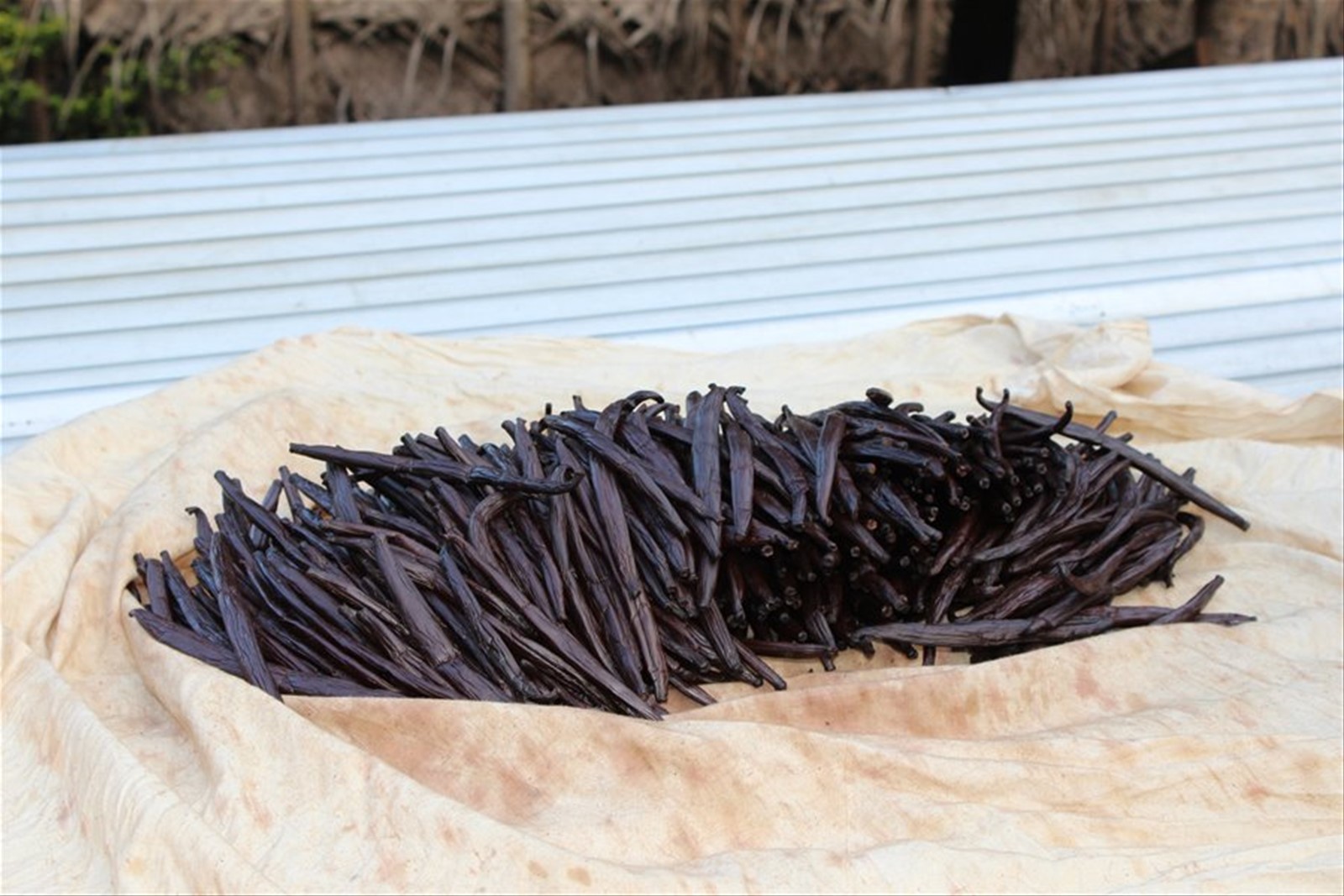 Vaniglieria