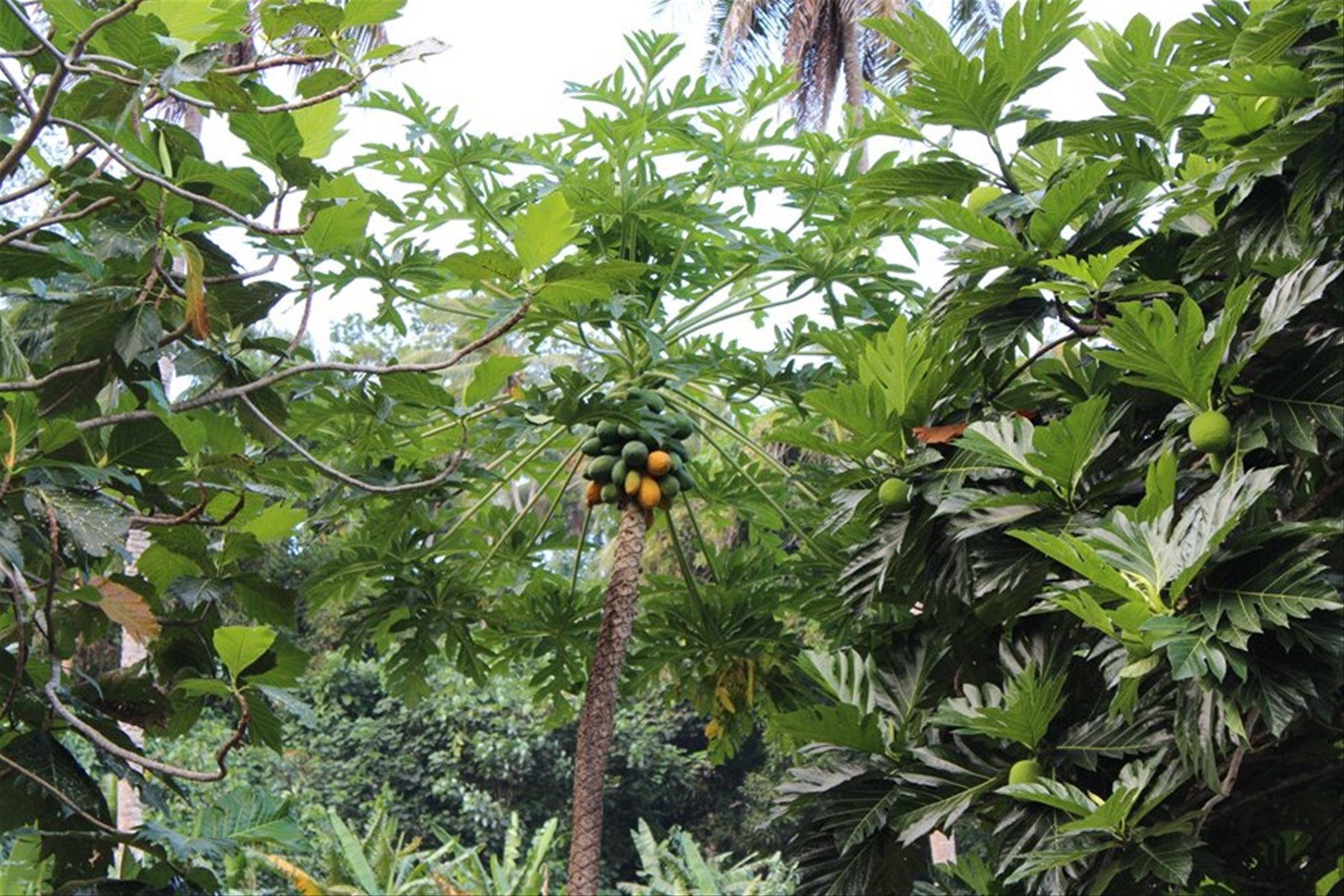 Albero della papaya