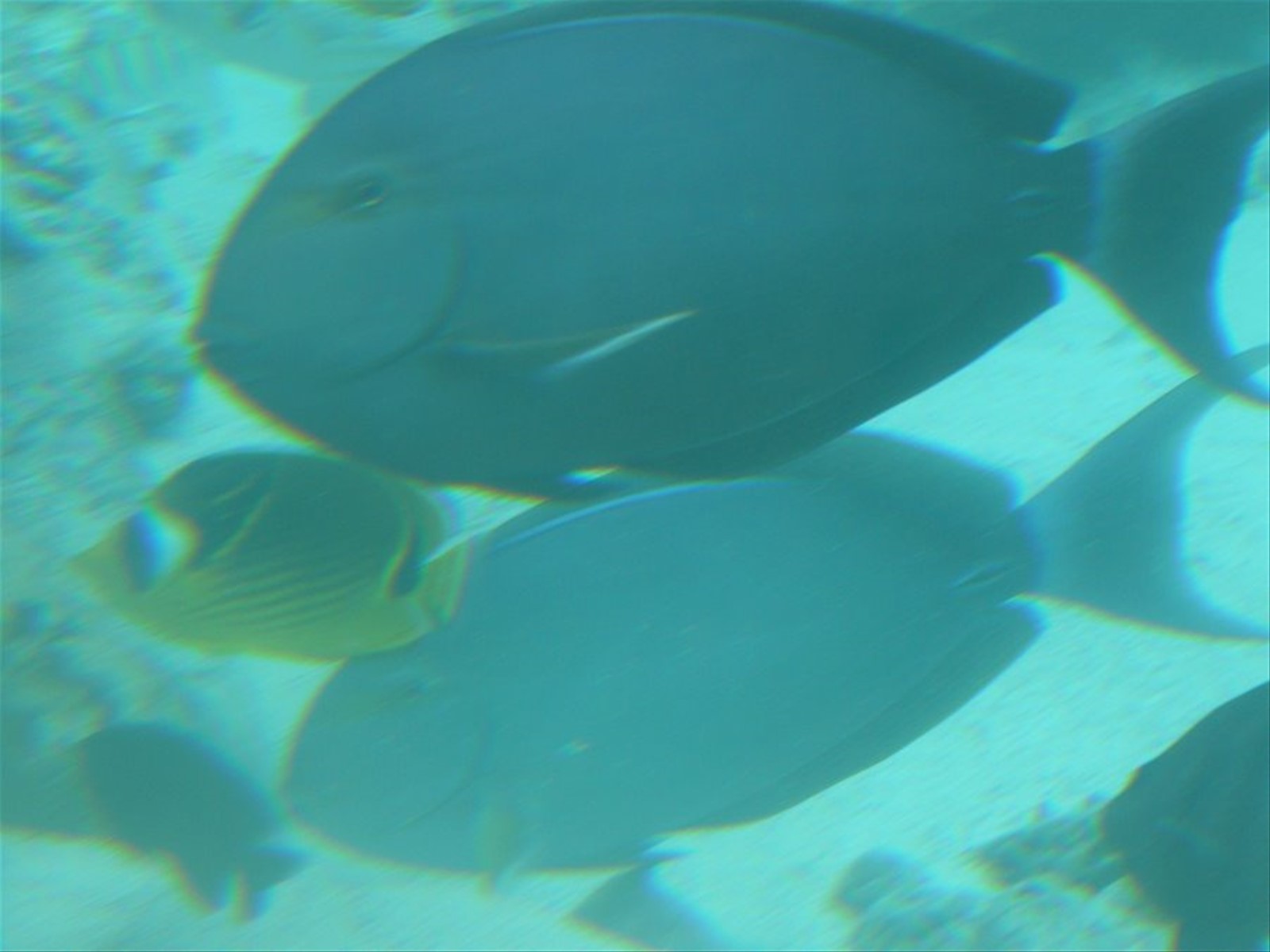 Le Meridien Bora Bora - Laguna Interna