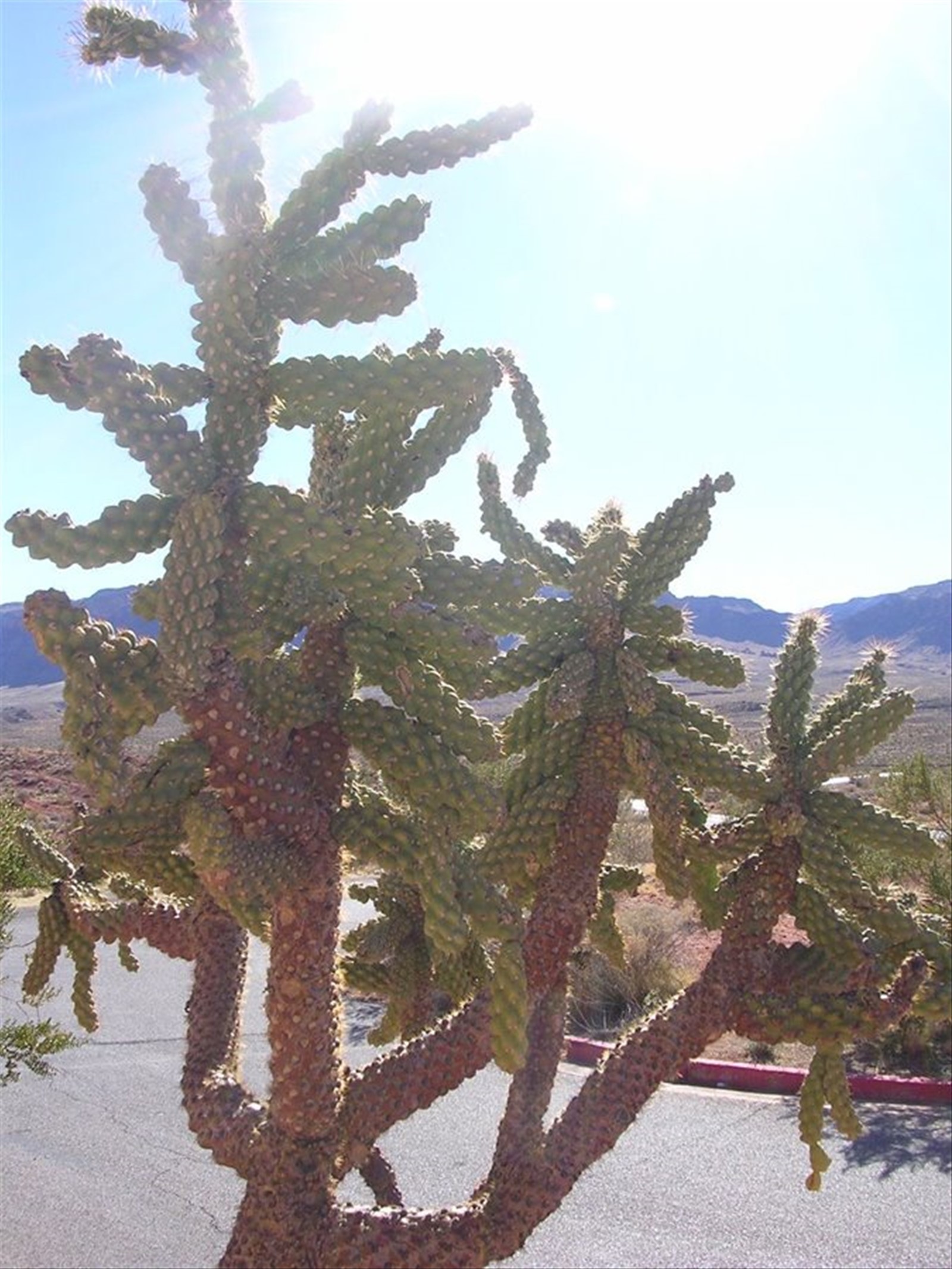 Valley Of Fire State Park