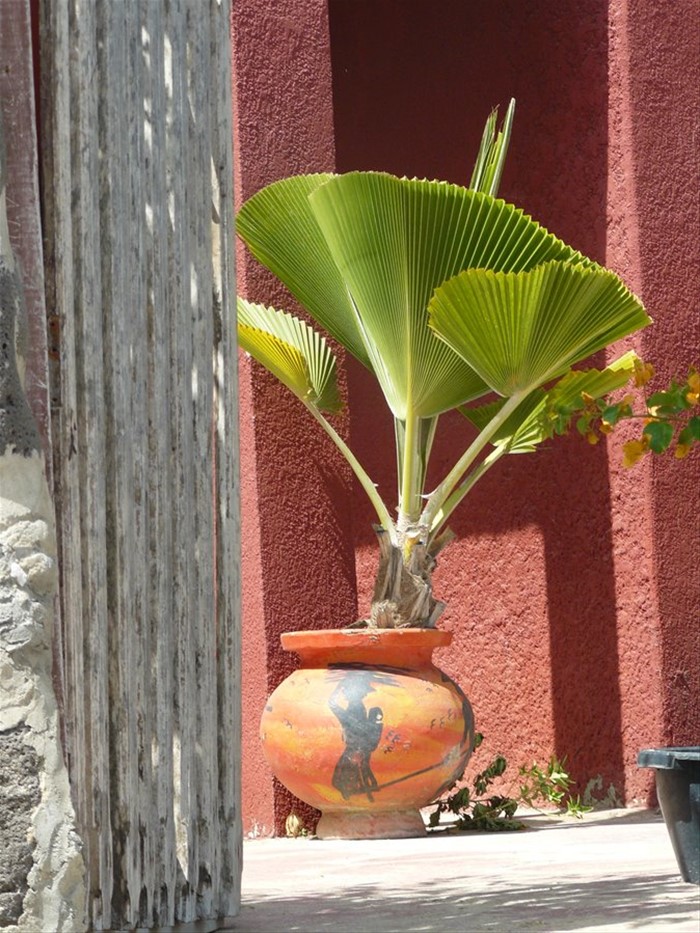 Giardino sull'isola di Ngor