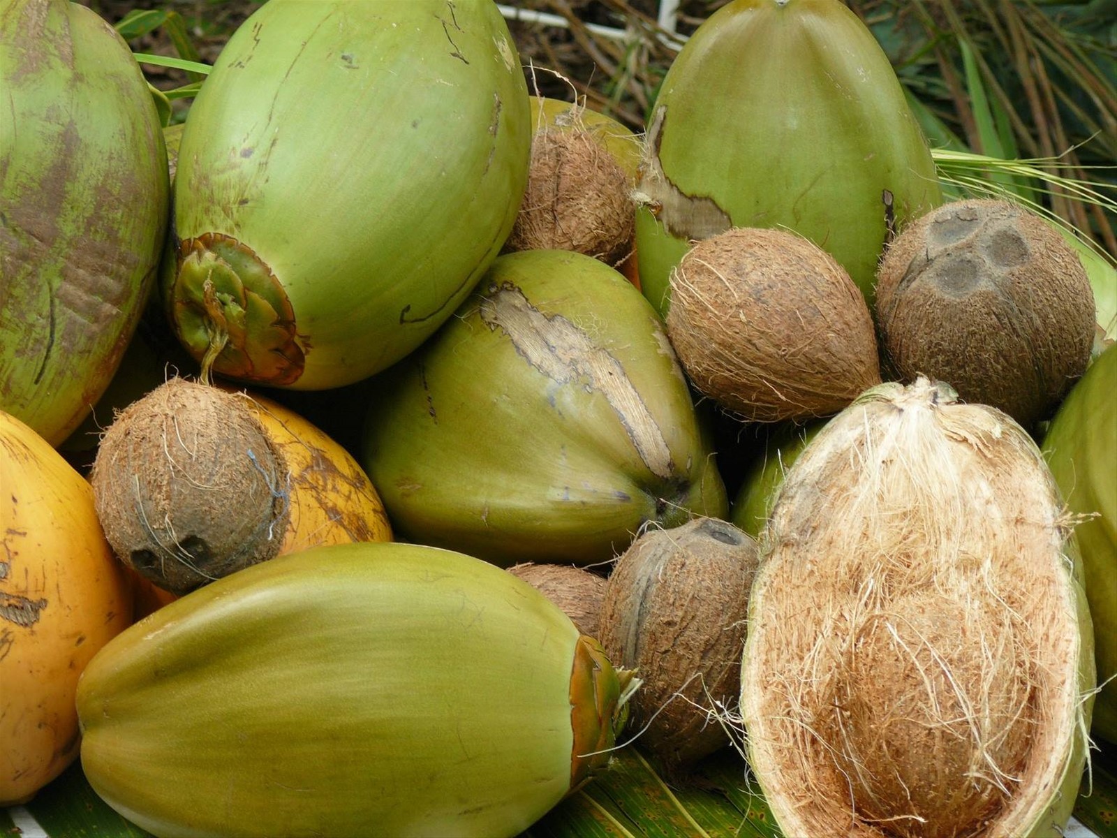 Banco di cocco