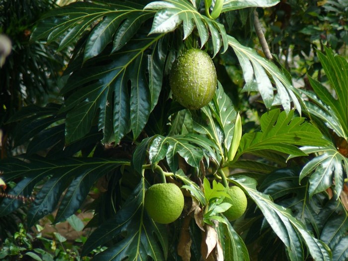 L'albero del pane