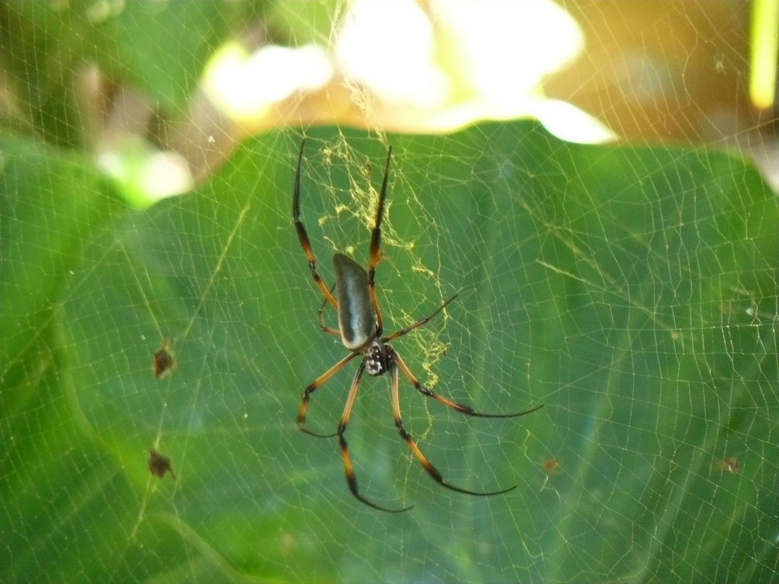 Ragno delle Seychelles