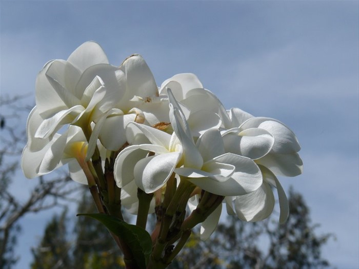 SkyBlue GuestHouse - Il nostro giardino