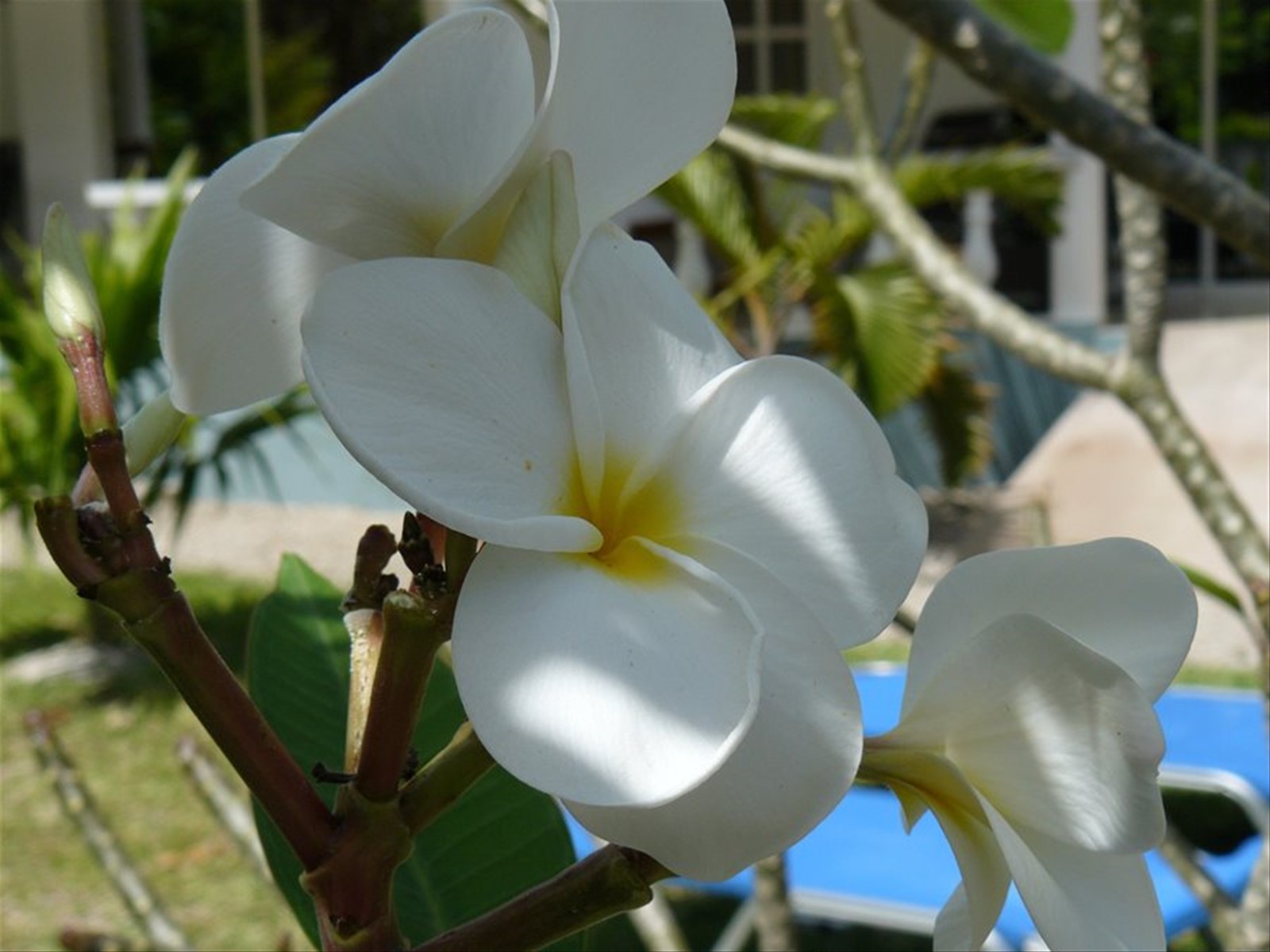 SkyBlue GuestHouse - Il nostro giardino
