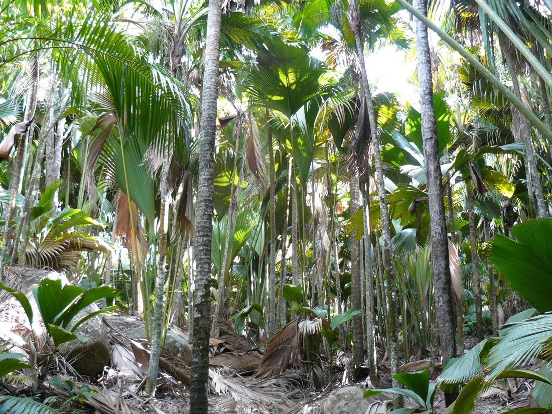 Vallée de Mai