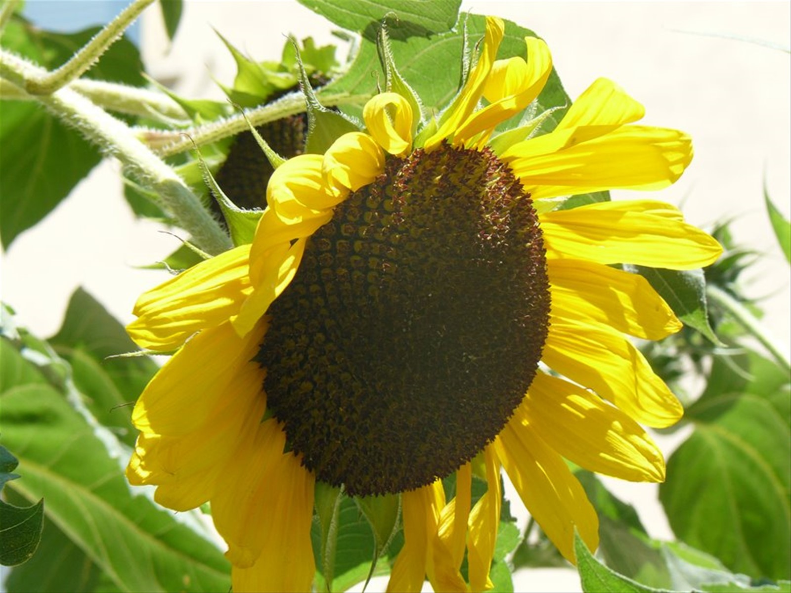 Scheggino