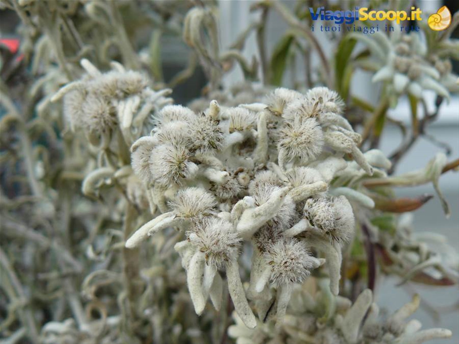 Heilingenblut - Edelweiss