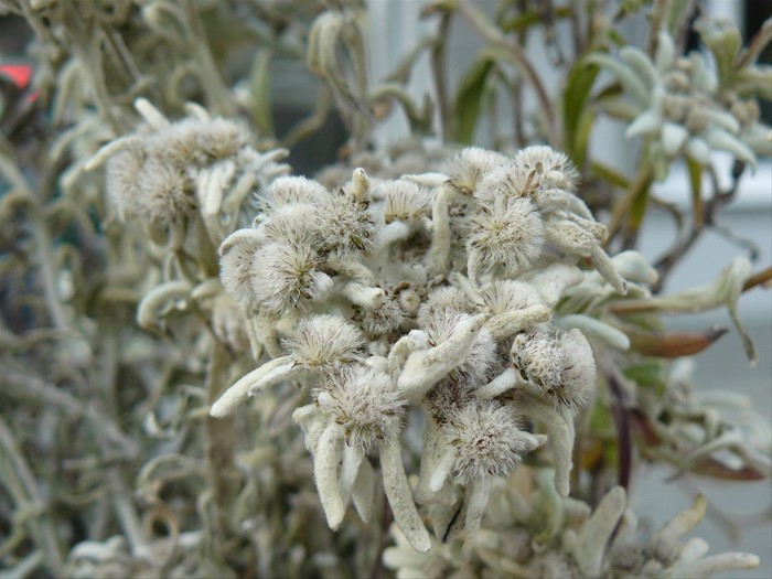 Heilingenblut - Edelweiss