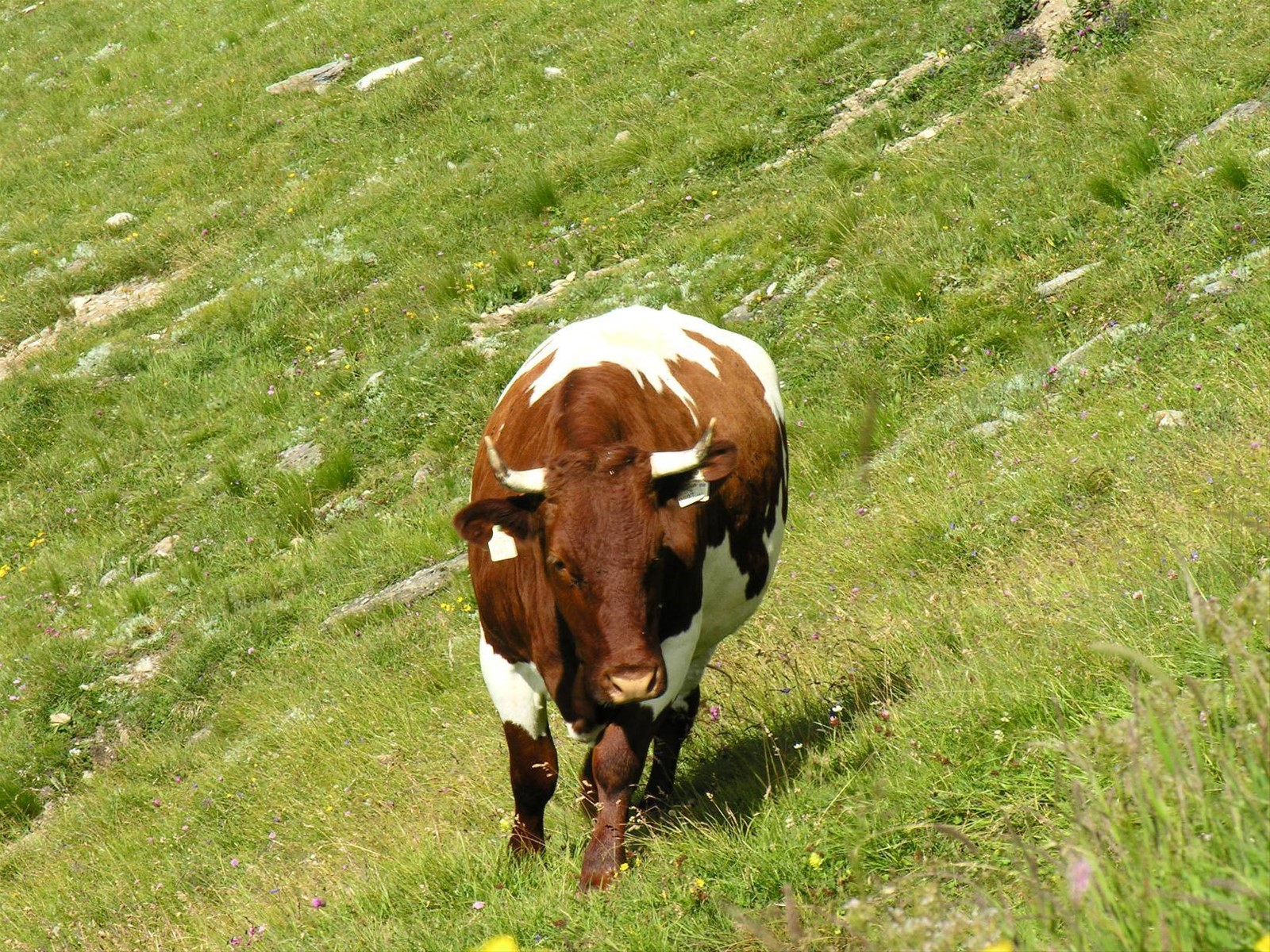Grossgloktner Alpenstrasse