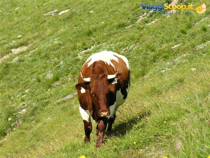 Grossgloktner Alpenstrasse