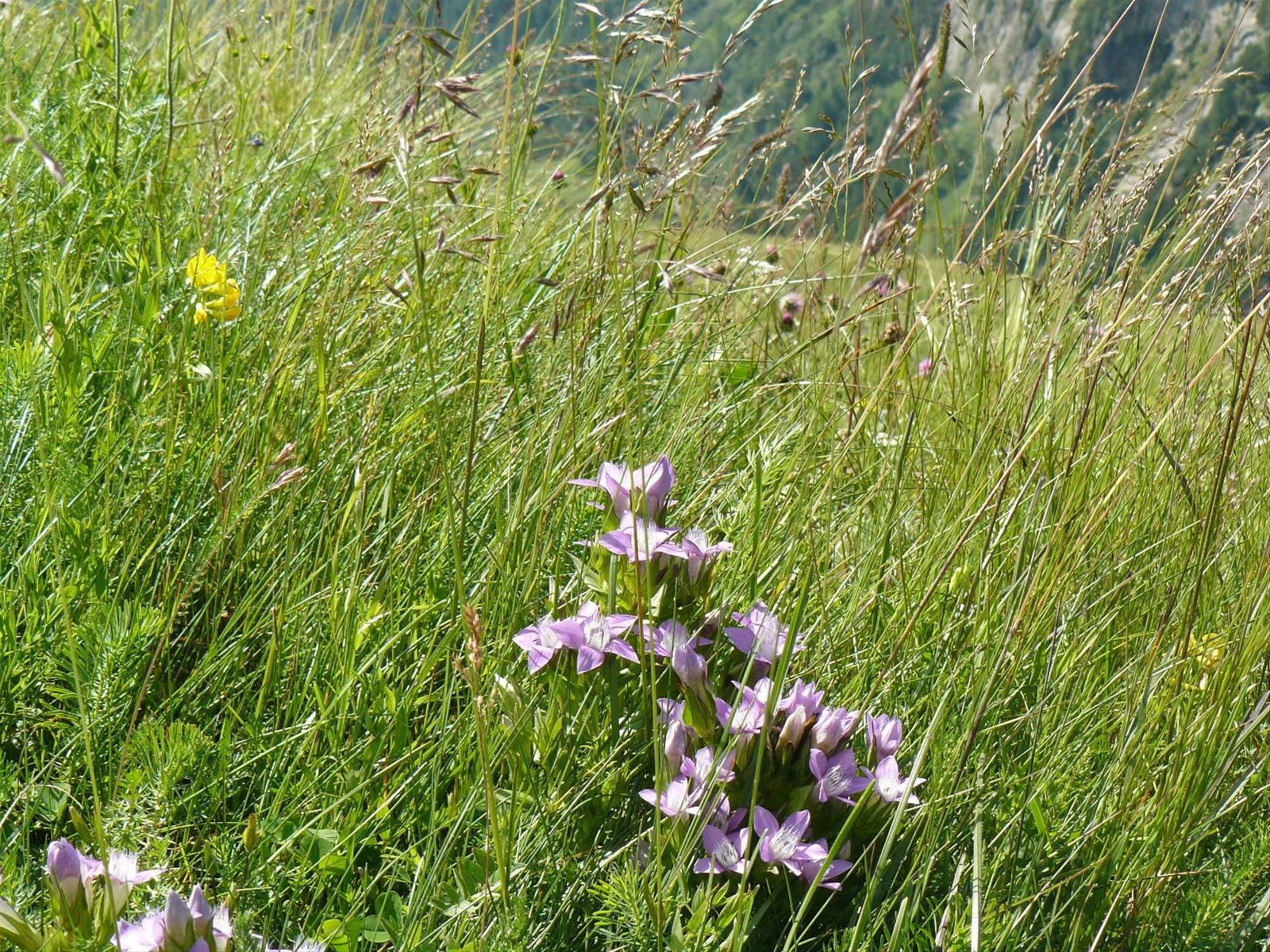 Grossgloktner Alpenstrasse