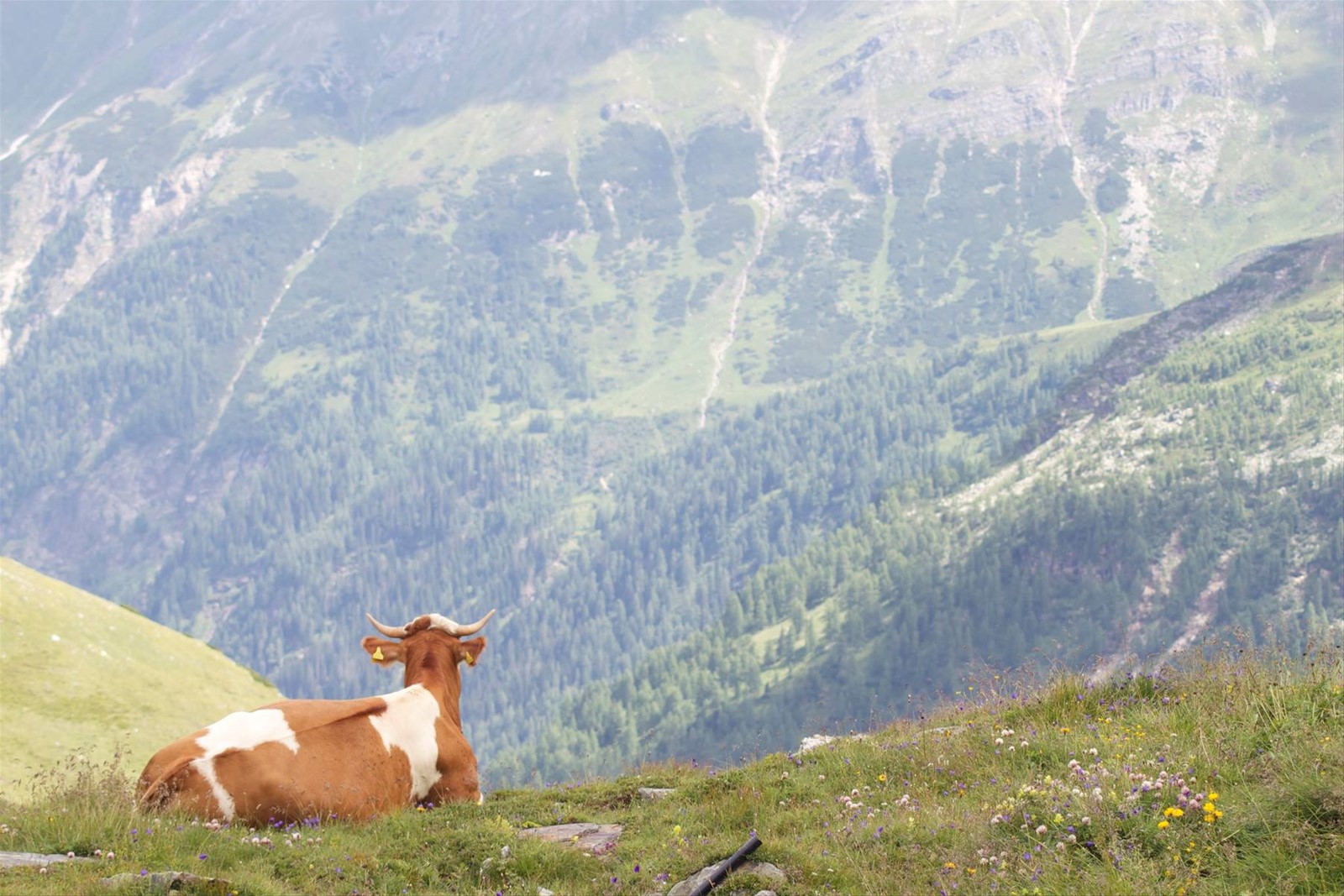 Grossgloktner Alpenstrasse
