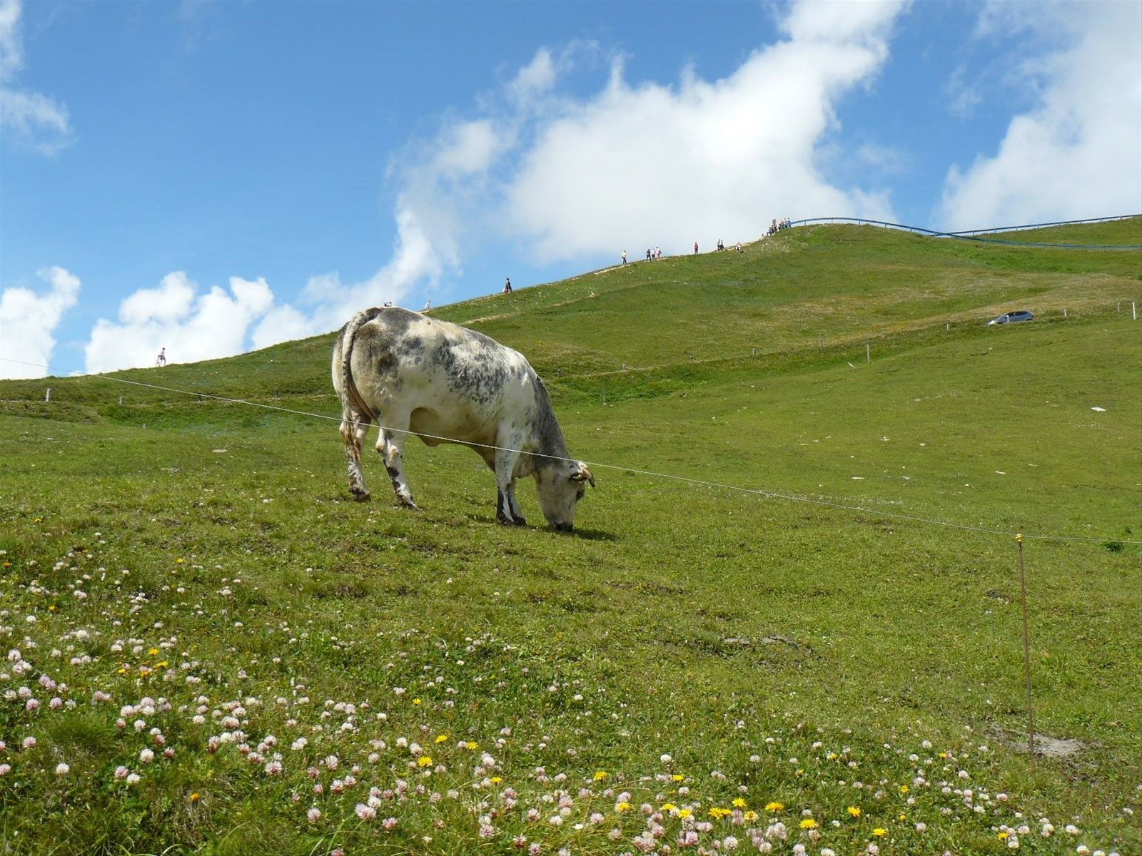 Grossgloktner Alpenstrasse