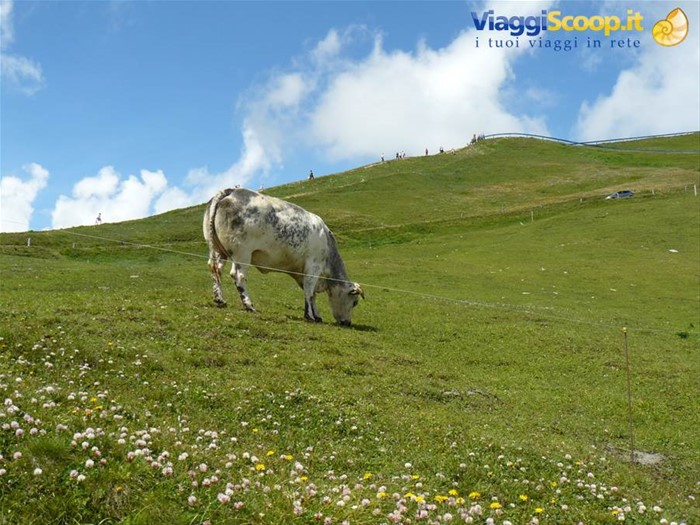 Grossgloktner Alpenstrasse